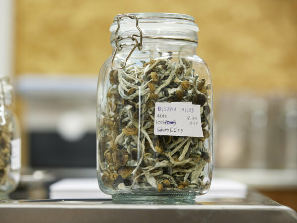 Buy Featured Special 'Half Oz' Magic Mushrooms