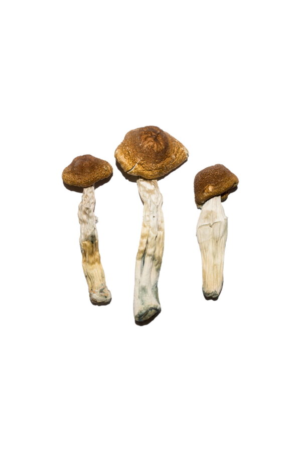 Buy Brazilian Magic Mushrooms Online | Magic Mushrooms Dispensary