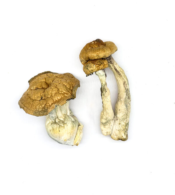 Buy DC Mak Magic Mushrooms Online | Magic Mushrooms Dispensary