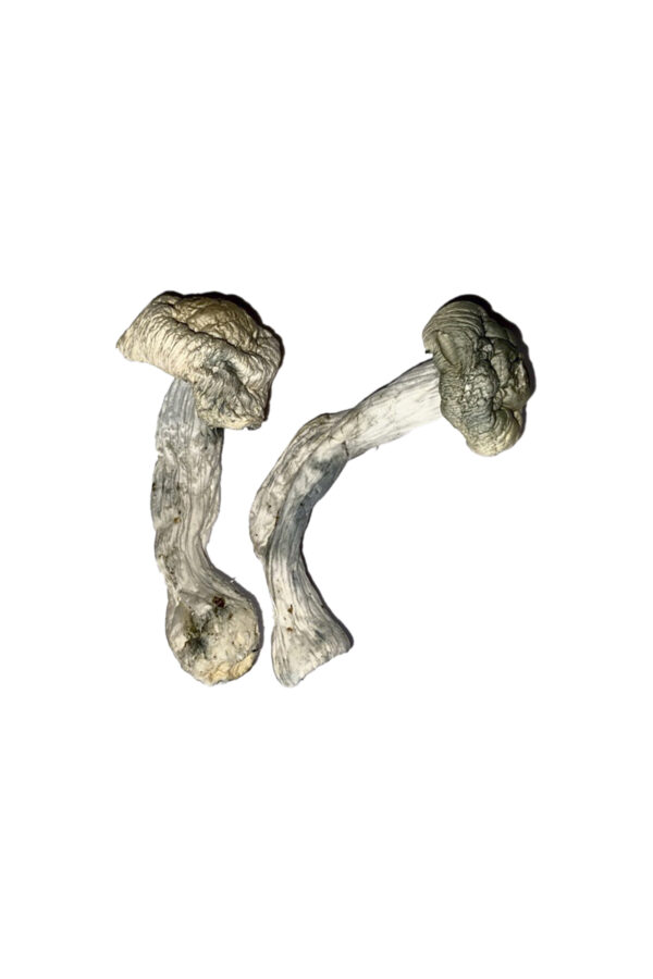 Buy Fisher Magic Mushrooms Online | Magic Mushrooms Dispensary