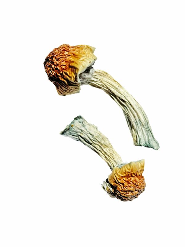 Buy Golden Penis Envy Magic Mushrooms Online | Magic Mushrooms Dispensary