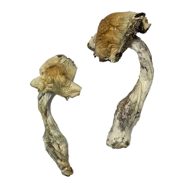 Buy Gorlin Magic Mushrooms Online | Magic Mushrooms Dispensary