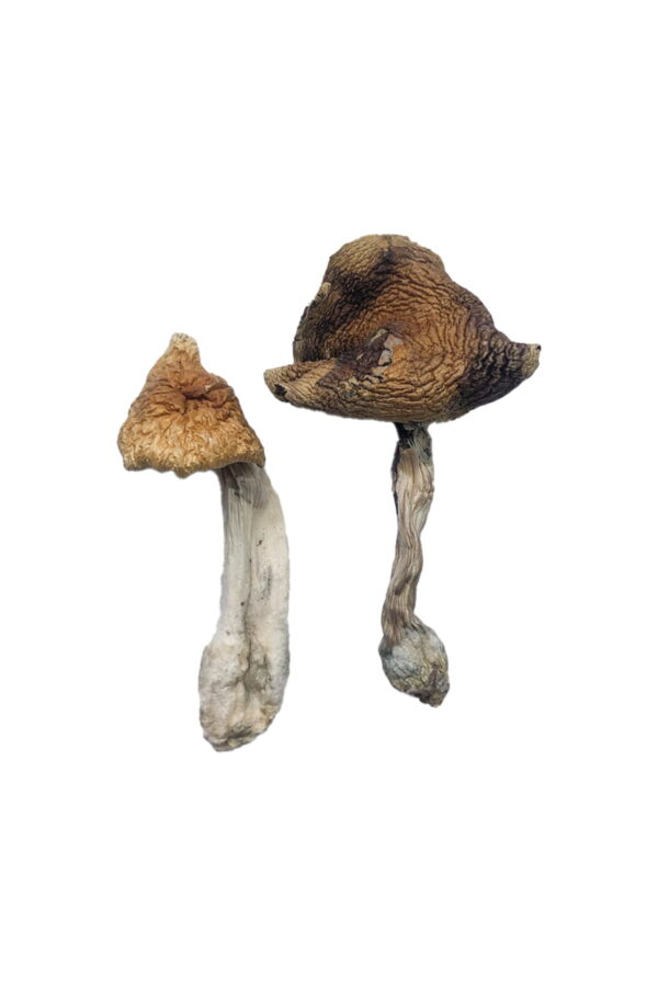 Buy Hawaiian Magic Mushrooms Online | Magic Mushrooms Dispensary