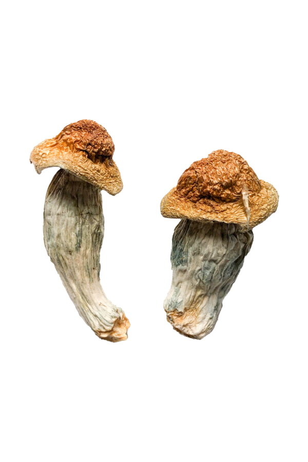 Buy Melmac (Homestead Penis Envy) Magic Mushrooms Online | Magic Mushrooms Dispensary