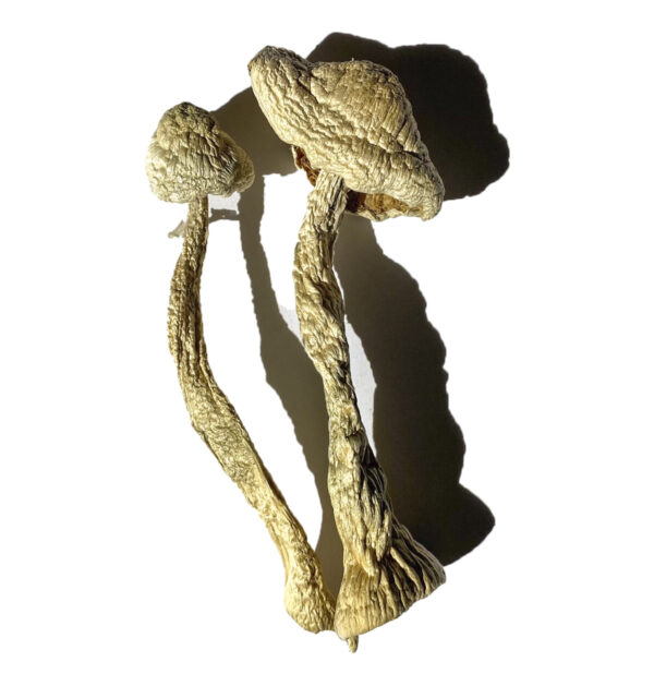 Buy Moby Dick Magic Mushrooms Online | Magic Mushrooms Dispensary