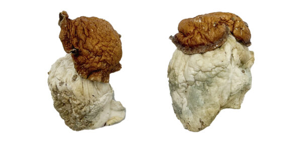 Buy Oak Ridge Magic Mushrooms Online | Magic Mushrooms Dispensary