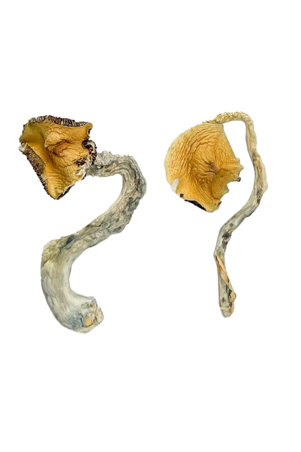 Buy Panama Magic Mushrooms Online | Magic Mushrooms Dispensary