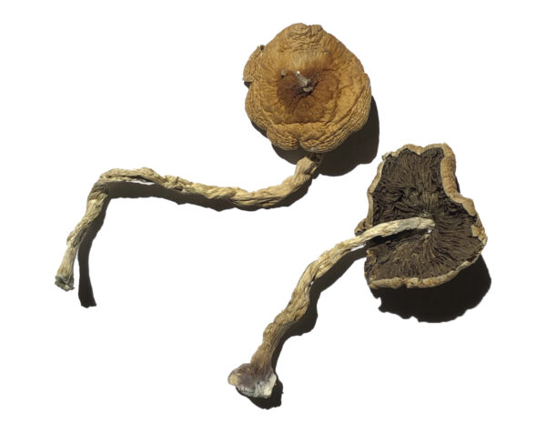 Buy PF Classic Magic Mushrooms Online | Magic Mushrooms Dispensary
