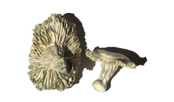 Buy Phobos Magic Mushrooms Online | Magic Mushrooms Dispensary