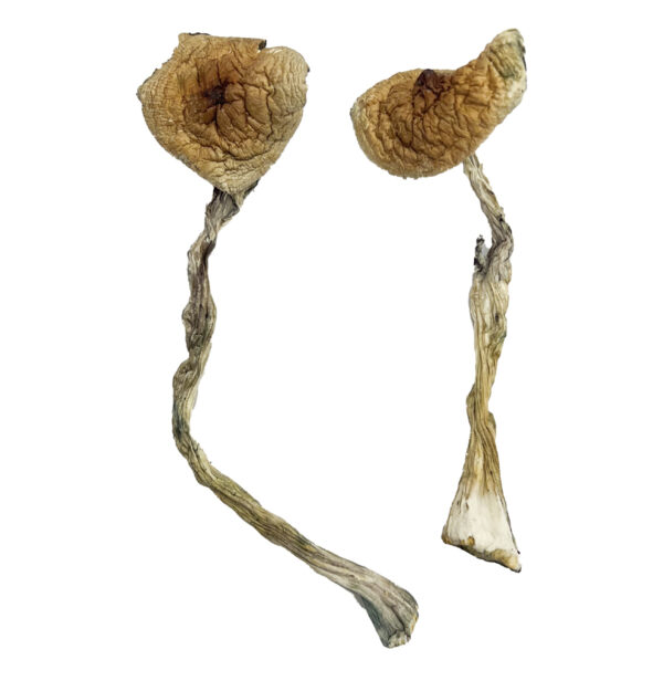 Buy Quezon Magic Mushrooms Online | Magic Mushrooms Dispensary