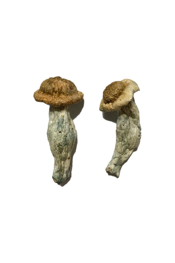 Buy Shepherds Cut Penis Envy Magic Mushrooms Online | Magic Mushrooms Dispensary
