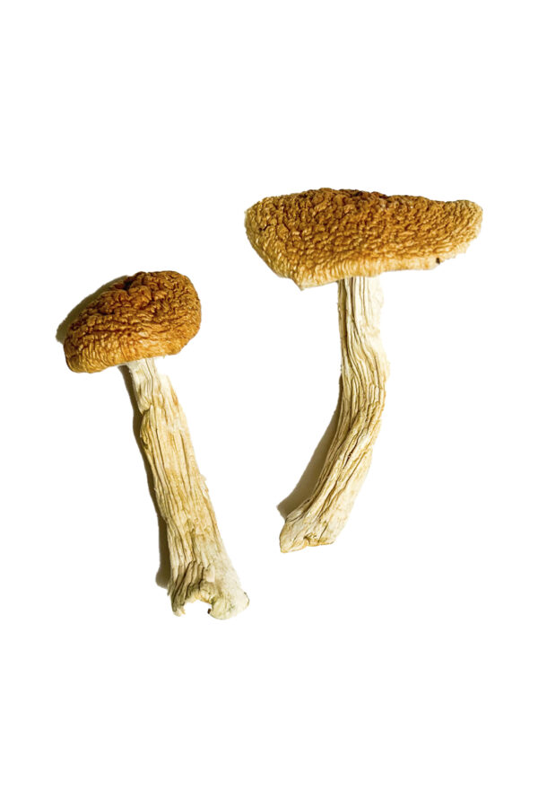 Buy Teonanacatl Magic Mushrooms Online | Magic Mushrooms Dispensary
