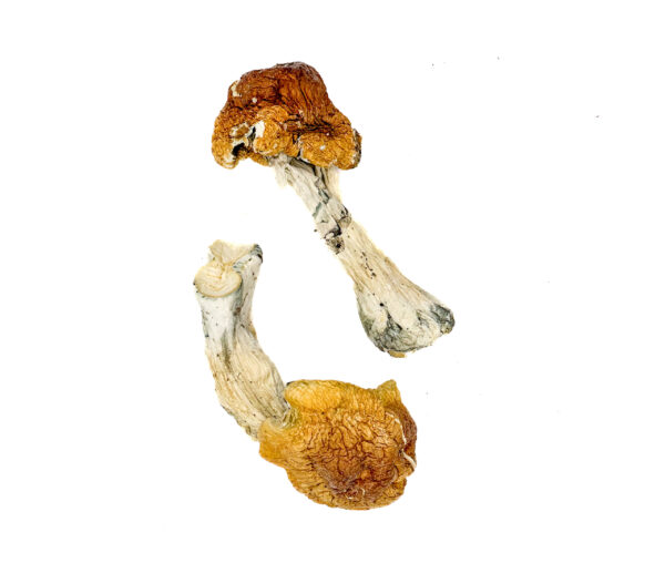 Buy Texas Orange Cap Magic Mushrooms Online | Magic Mushrooms Dispensary