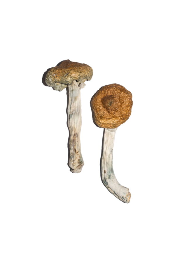Buy Vietnamese Magic Mushrooms Online | Magic Mushrooms Dispensary