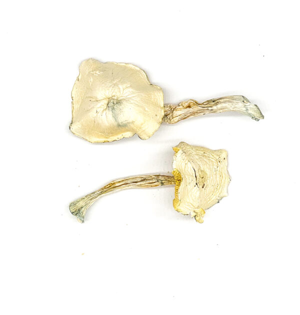 Buy Wombat True Albino Teacher (TAT) Magic Mushrooms Online | Magic Mushrooms Dispensary